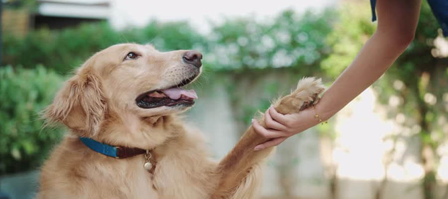 The Ultimate Guide to Puppy Training for First-Time Dog Owners